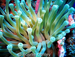 Sea Anemone seen July 2008 in Grand Cayman.  Photo taken ... by Bonnie Conley 